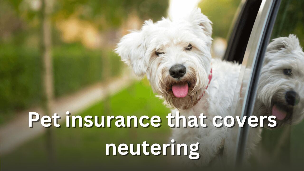 Pet insurance that covers neutering - California - Los Angeles ID1534548