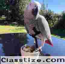  African Grey Parrots For Sale  South Carolina