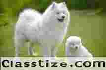 Buy Puppies Online – Top Small Dog Breeds Available