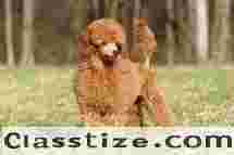 Find Small Dog Breeds at Competitive Prices at TestifyKennel