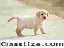 Small Dog Breeds at Great Prices: Discover Budget-Friendly Options