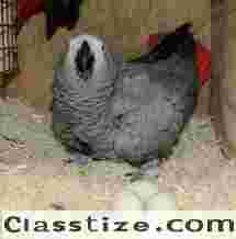 African Grey Parrot For Sale Near Me