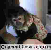 Beautiful Capuchin Monkeys For Sale 