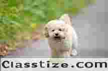 Get Your Dream Maltipoo Dog for sale in Faridabad – Family-Friendly