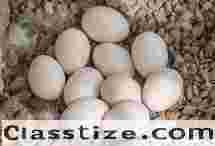 Fertile Parrot Eggs