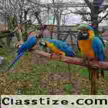 Blue And Gold Macaw For Sale Texas