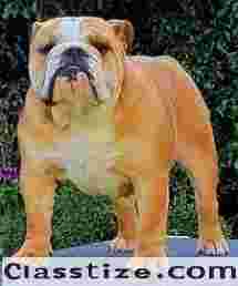 Adorable British Bulldog Puppies for sale in Noida