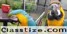 Macaw Parrots For Sale