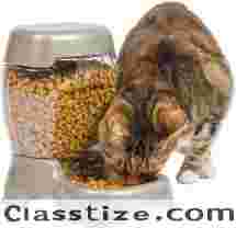 Petmate Pet Cafe Feeder Dog and Cat Feeder Pearlescent 