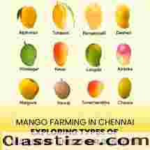 Mango Farming | Mango Farming for Sale in Chennai - M/S Holidays Farm