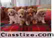  Maltipoo F1 puppies DNA tested clear