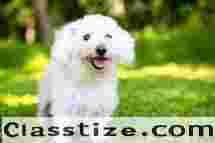 Adorable Bichon Frise Dogs for Sale in Noida – Find Your Perfect Pet!