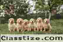 Finding a Good Golden Retriever Breeder Near You