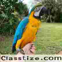 Blue and Gold Macaw