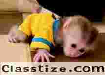 Pigtail macaque monkey for sale Tennessee