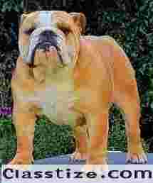  Best Famous Dog Breeds In India | Small Dog Breeds Price | testifykennel.co.in