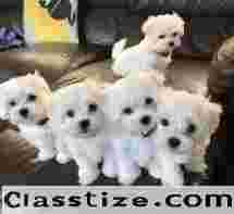 Lovely Maltese pups