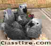 Hand Raised African Grey Parrots for Sale