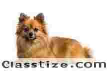  Dog boarding in delhi price | Dogs for sale in india | Call Now @9971331250