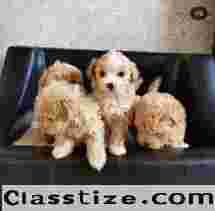  Maltipoo F1 puppies DNA tested clear