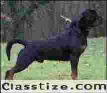 Rottweiler Dog for sale in Gurgaon – Guardian Dogs for Families