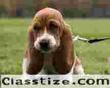 Premium Dogs for Sale in India - Purebred Puppies Looking for Loving Homes