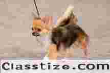  Best Small dog breeds  price |  testifykennel.co.in | Contact Us Me @9971331250