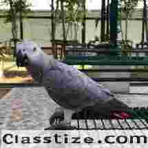 African Grey Parrots For Sale