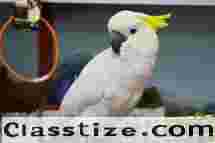  Buy Healthy, Tamed, and Talking Parrots Online – Worldwide Shipping!