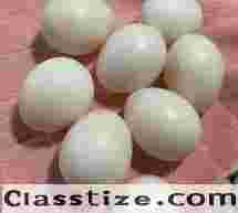 Fertile Macaw Parrot Eggs For Sale Wiscosin