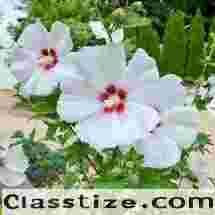  3 pack of 150 White Hibiscus Flower Seeds 