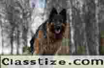 Buy online dog | testifykennel.co.in | Popular Dog Breeds In India 