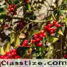 50 Seeds - American Holly Seeds | Christmas Holly (Ilex opaca) for planting - Evergreen Holly Smooth Winterberry - Bearberry Holly Holy Tree - Holly Shrub Bush to Grow - The Rike