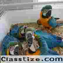 Blue And Gold Macaw For Sale